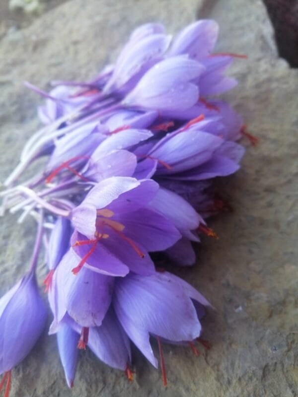 "0.5g" Safran  زعفران - Imagen 3